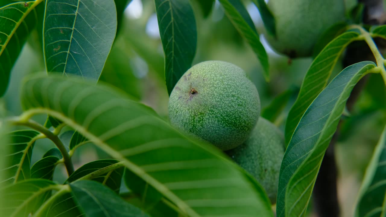 árbol de nueces verdes en primer plano