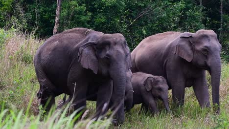 Los-Elefantes-Asiáticos-Son-Especies-En-Peligro-De-Extinción-Y-También-Son-Residentes-De-Tailandia