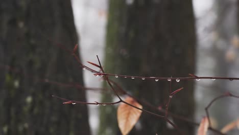 Tautropfen-In-Extremer-Nahaufnahme-Nach-Einer-Winterhitzewelle