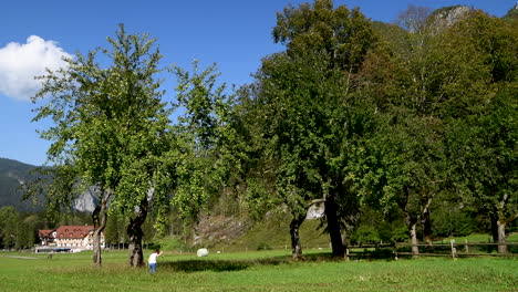 Niña-De-4-A-6-Años-Recogiendo-Manzanas-En-El-Huerto-Del-árbol,-Campo-Rural,-Cosecha-De-Otoño