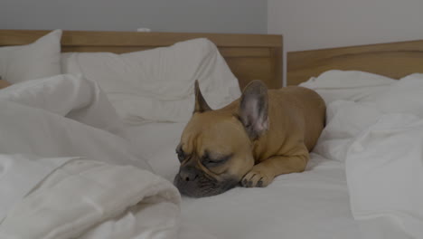 french bulldog sleeping in a cozy bed - close up