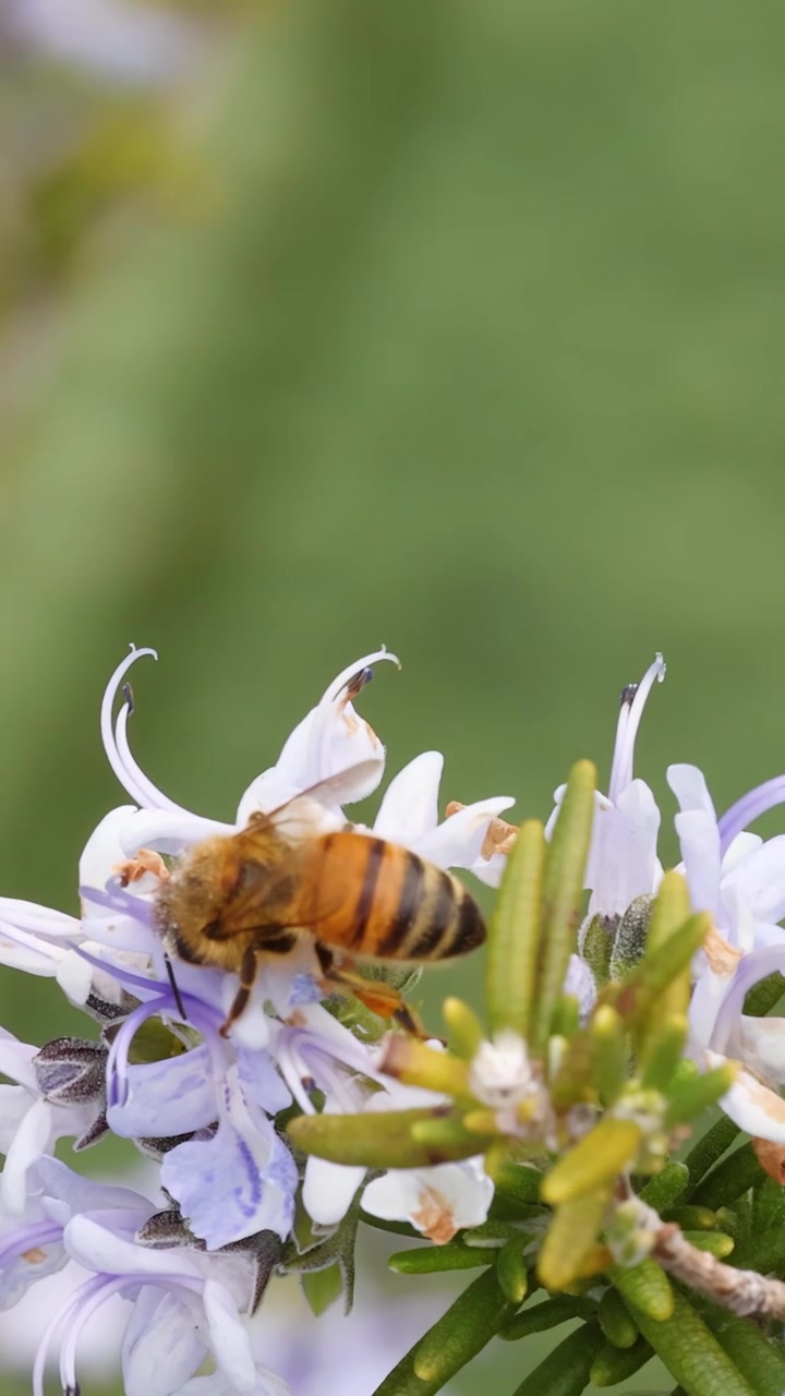 Close-up of a honey bee gathering nectar from blooming rosemary flowers in bright daylight.