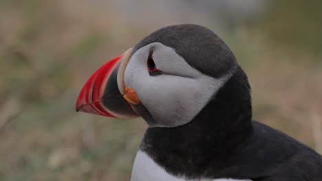 atlantic puffin (fratercula arctica), on the rock on the island of runde (norway).