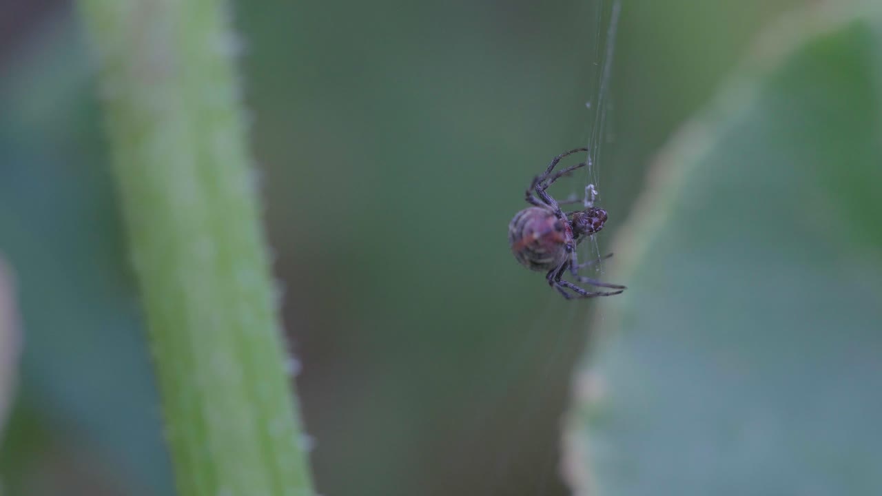 그녀의 웹에서 먹이를 먹는 alpaya versicolor 거미의 뒷모습