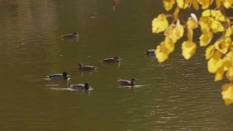 ducks on a pond in autumn