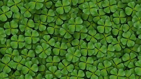 abundant four-leaf clovers background