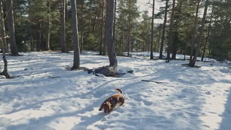 in a serene snowy forest in norway, a brown longhaired dachshund strolls freely, its fur glowing warmly in the sunlight.