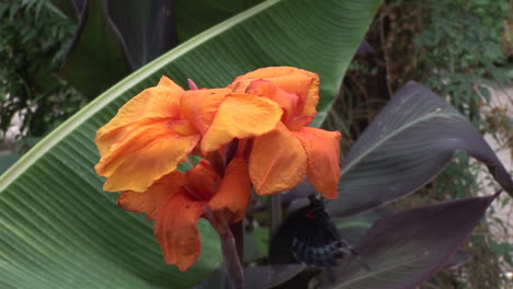 mariposa en una flor