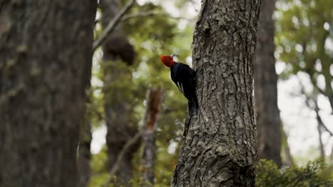 pájaro carpintero magellánico subiendo al tronco de un árbol en el bosque de tierra de fuego, argentina