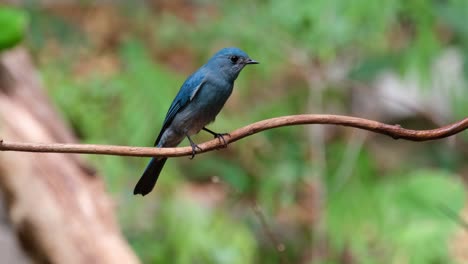 camera zooms in while this bird is looking towards the camera, verditer flycatcher eumyias thalassinus female, thailand