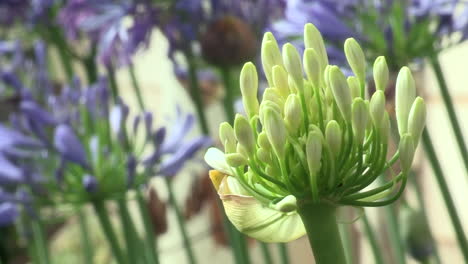 white garlic bulb flower in mid-growth with the flower closed, in the background other lilac leek flowers