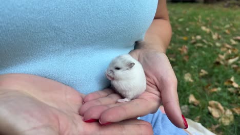 pequeño hámster blanco en las manos