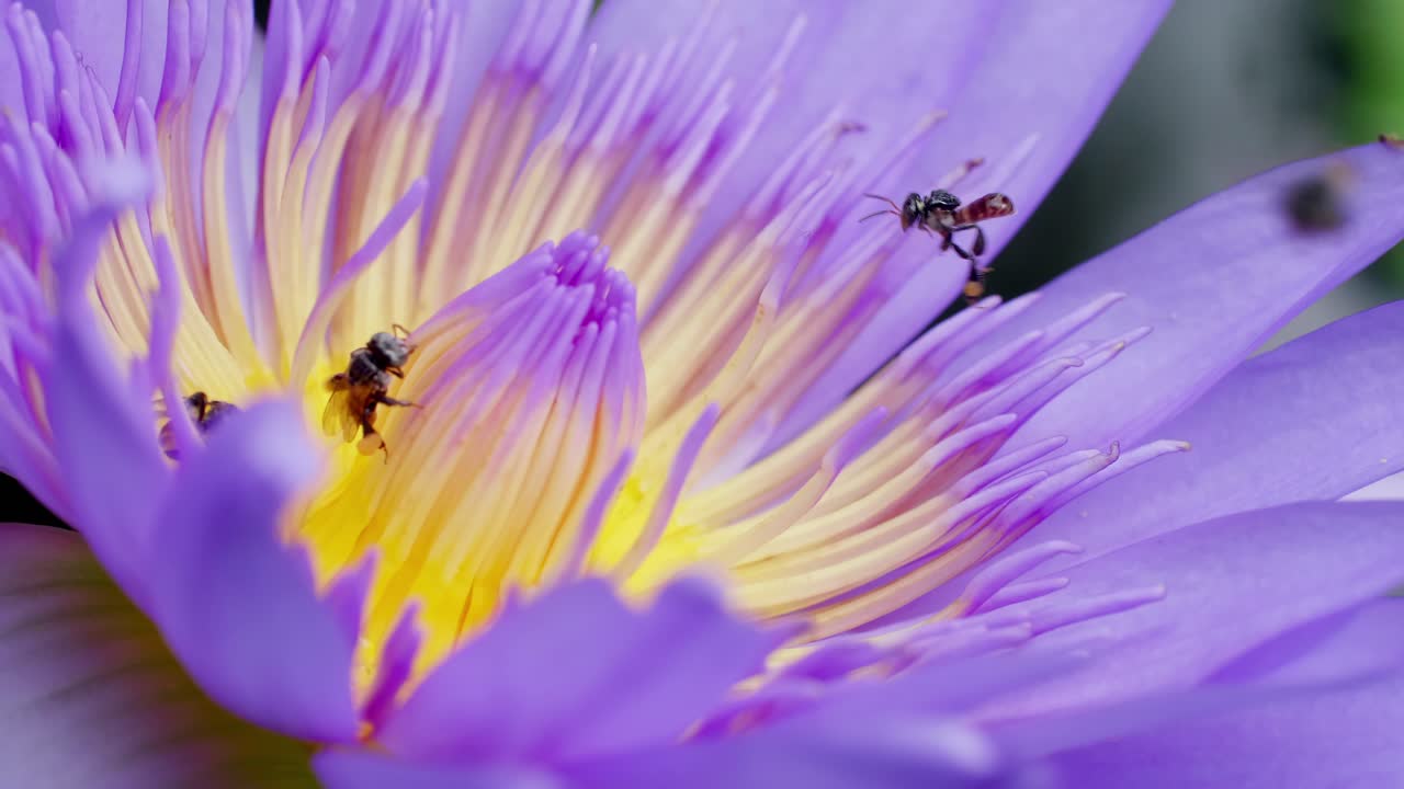 Closeup Purple Lotus flower with bee swarm on water surface