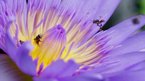 flor de loto púrpura de primer plano con enjambre de abejas en la superficie del agua