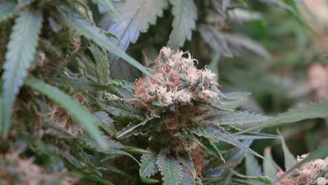 toma de plantas de cannabis que crecen en una carpa de cultivo durante la etapa de floración