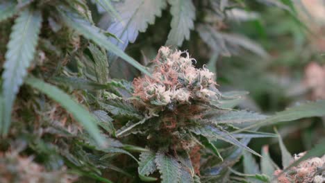 shot of a cannabis plants growing in a grow tent during flowering stage