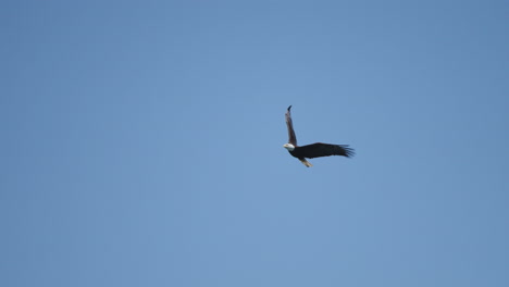 an eagle flying in british columbia canada over the ocean looking for fish