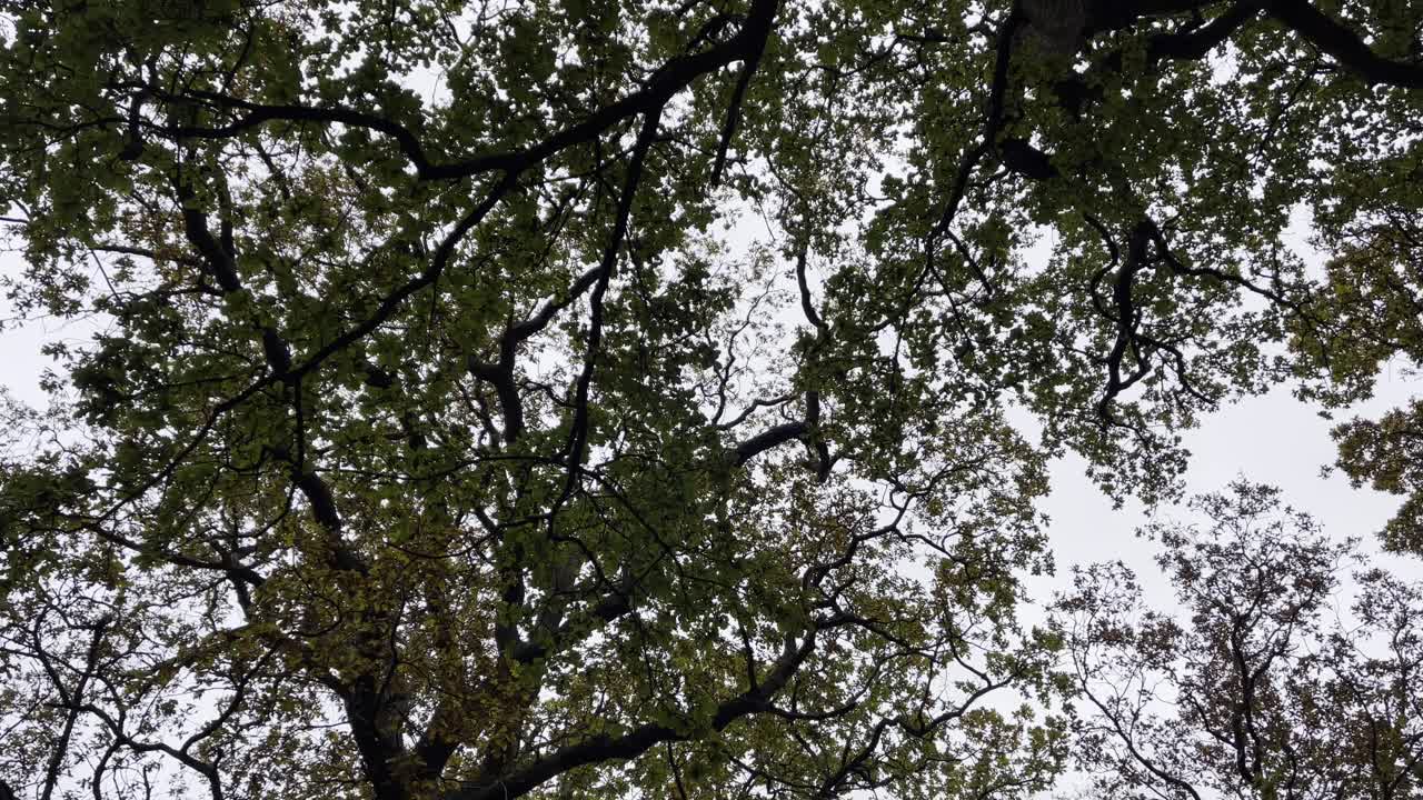 A view of tree branches and green leaves against a cloudy sky, creating a natural canopy effect