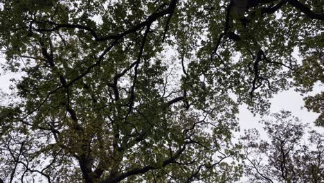 a view of tree branches and green leaves against a cloudy sky, creating a natural canopy effect
