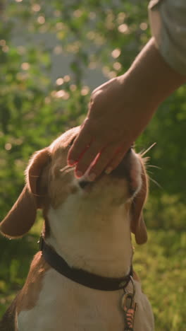 dueño del perro alimentando al perro al aire libre mientras está sentado con la correa unida, el perro mirando ansiosamente hacia arriba, rodeado de vegetación, hierba y árboles, escena iluminada por la cálida luz del sol