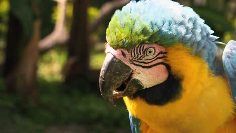 colorful macaw from south america