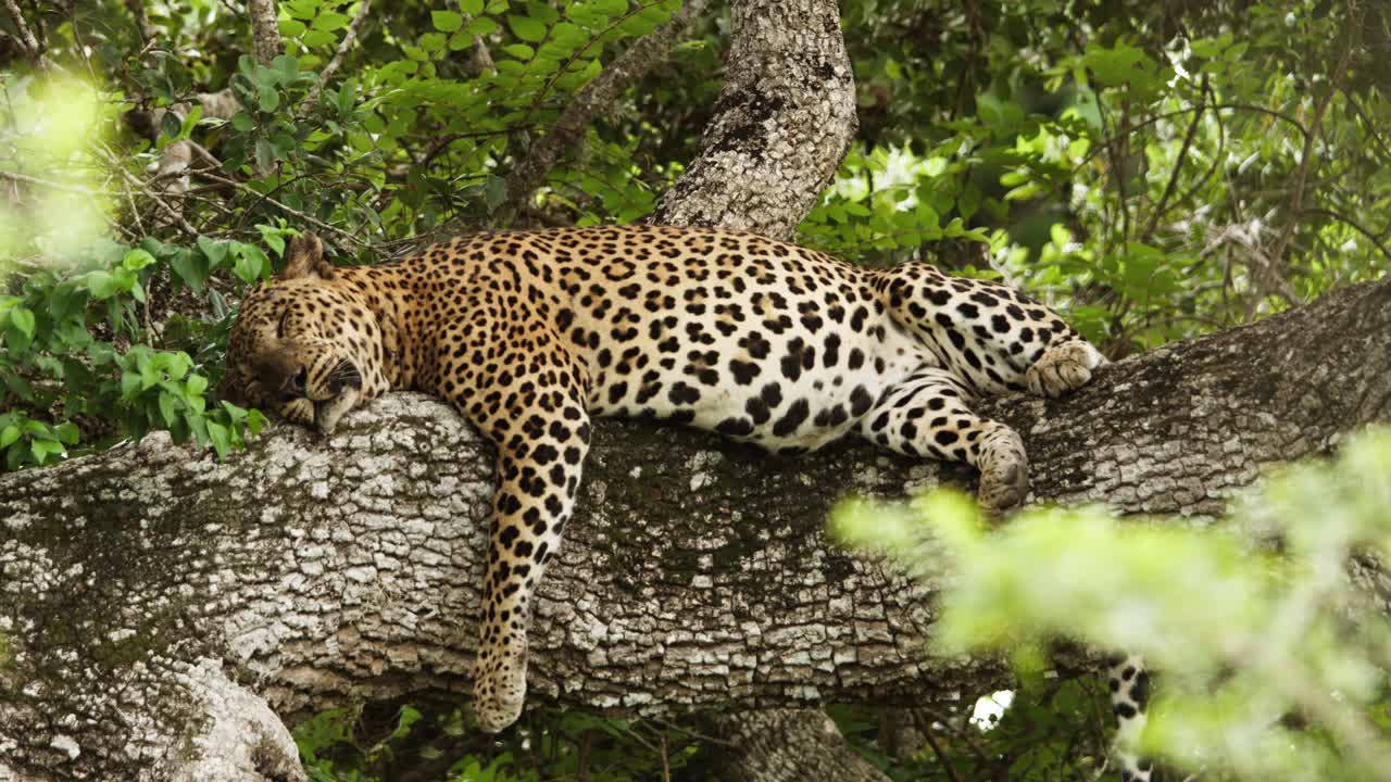 A leopard rests peacefully on a tree branch, its sleek body blending with the surrounding jungle. A serene and iconic wildlife moment from the heart of nature.