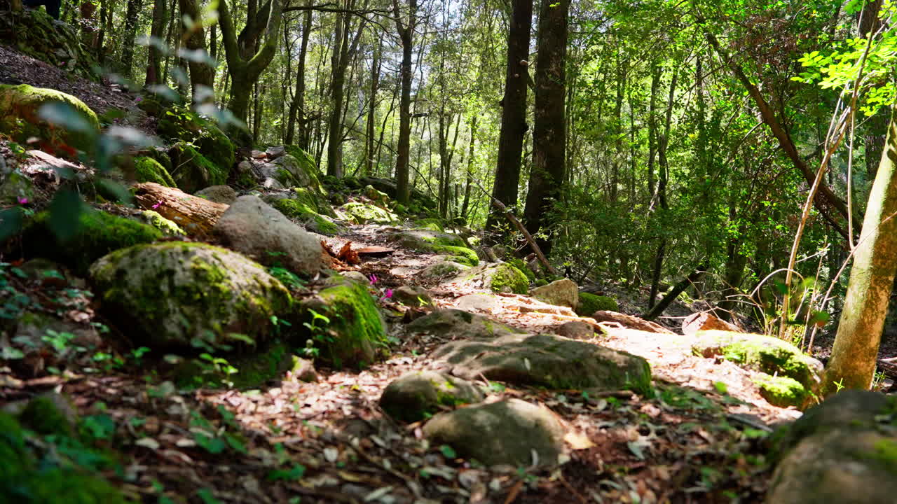 Vista panoramica di una rigogliosa foresta verde. Natura selvaggia. Perso nei boschi. Sentiero escursionistico. Ecosistema verde. Pacifica biodiversità