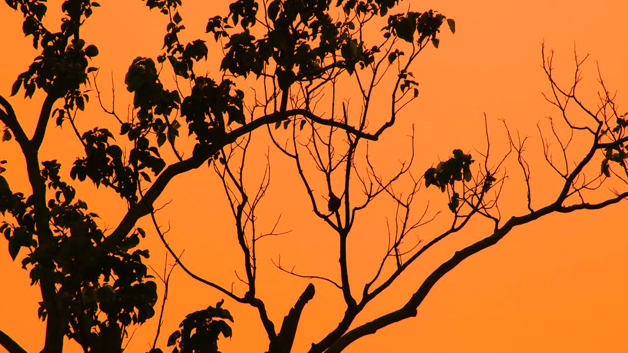 나무 가지 에 앉아 있는 비둘기 의 실루 ⁇  이 해가 지는 동안 날아가고 있다