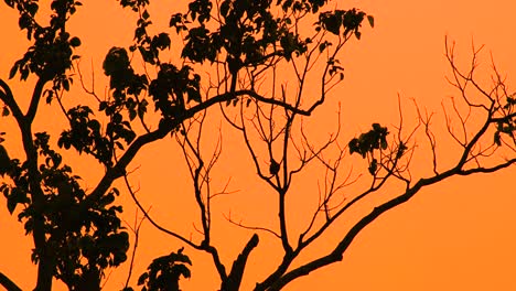 silueta de paloma posada en una rama de árbol y volando lejos durante las luces del atardecer