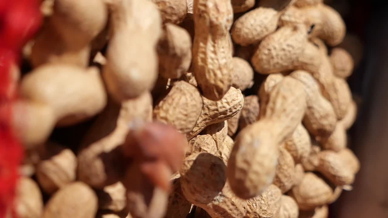 데기 속의 땅콩