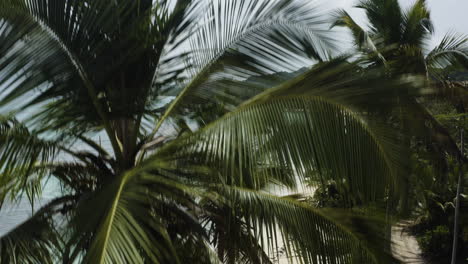 Aerial-crane-up-behind-tropical-palm-trees-to-reveal-golden-sand-beaches-and-crystal-clear-seas-in-the-Caribbean