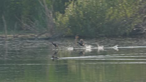 moorhen chases another moorhen while running on the water.
