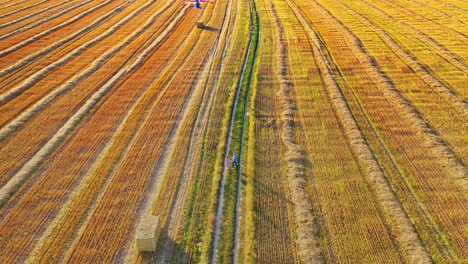 loving couple with a flying kite in nature. man and woman holding hands together and walking on the brown field. lovers with a bright kite outdoors.