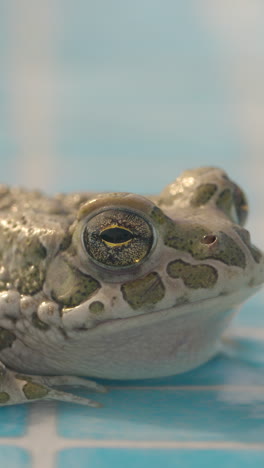 toad on the side of a swimming pool in vertical