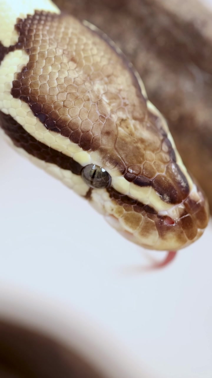Un serpente del grano si muove con cautela su una mano umana in un ambiente ben illuminato, mostrando le sue squame dettagliate e la sua natura curiosa.
