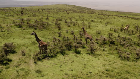 family of giraffes on the hill side of ngorngoro ridge, near serengeti valley, with safari tour cars in the distance