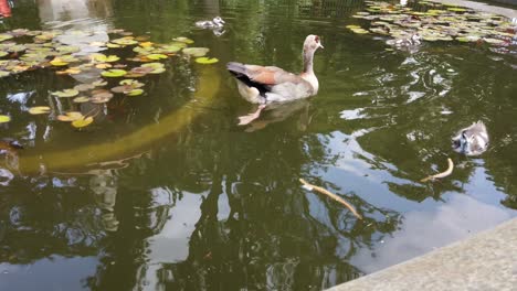 egyptian geese family in pond water. dolly-in