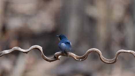 the indochinese blue-flycatcher is a found in lowland forests of thailand, known for its blue feathers and orange to white breast