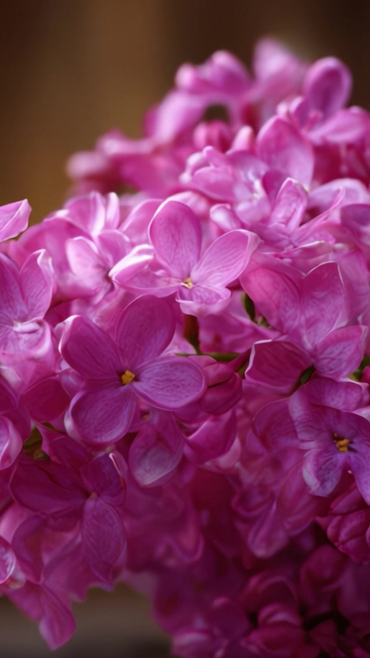 A Vibrant Display of Lilac Blossoms Richly Blooming, Showcasing Delicate Petals and Soft Shades of Purple in Stunning Close-Up Imagery