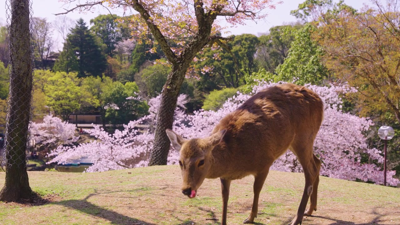 暖かい春の日の奈良の鹿、背景にはピンクの桜の木、日本。
