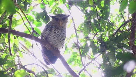 spot-bellied eagle-owl, bubo nipalensis, kaeng krachan national park, thailand, unesco world heritage