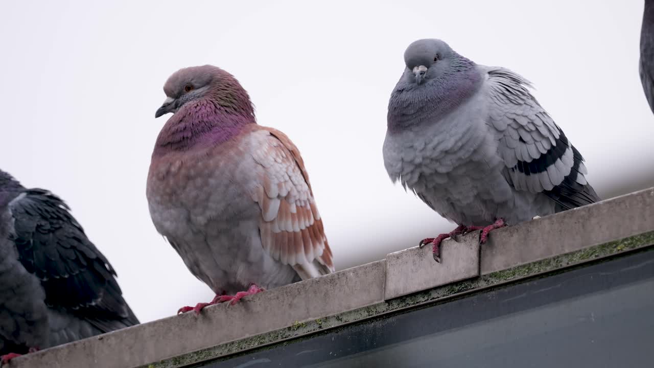 Rock pigeons sitting on a building ledge in Antwerp during winter