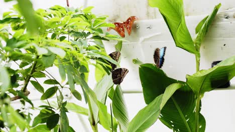 Scarce-Morpho--in-garden