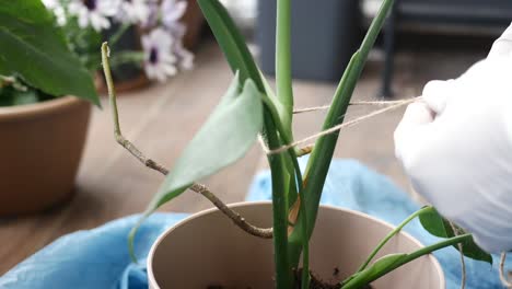 tying a plant stem with string