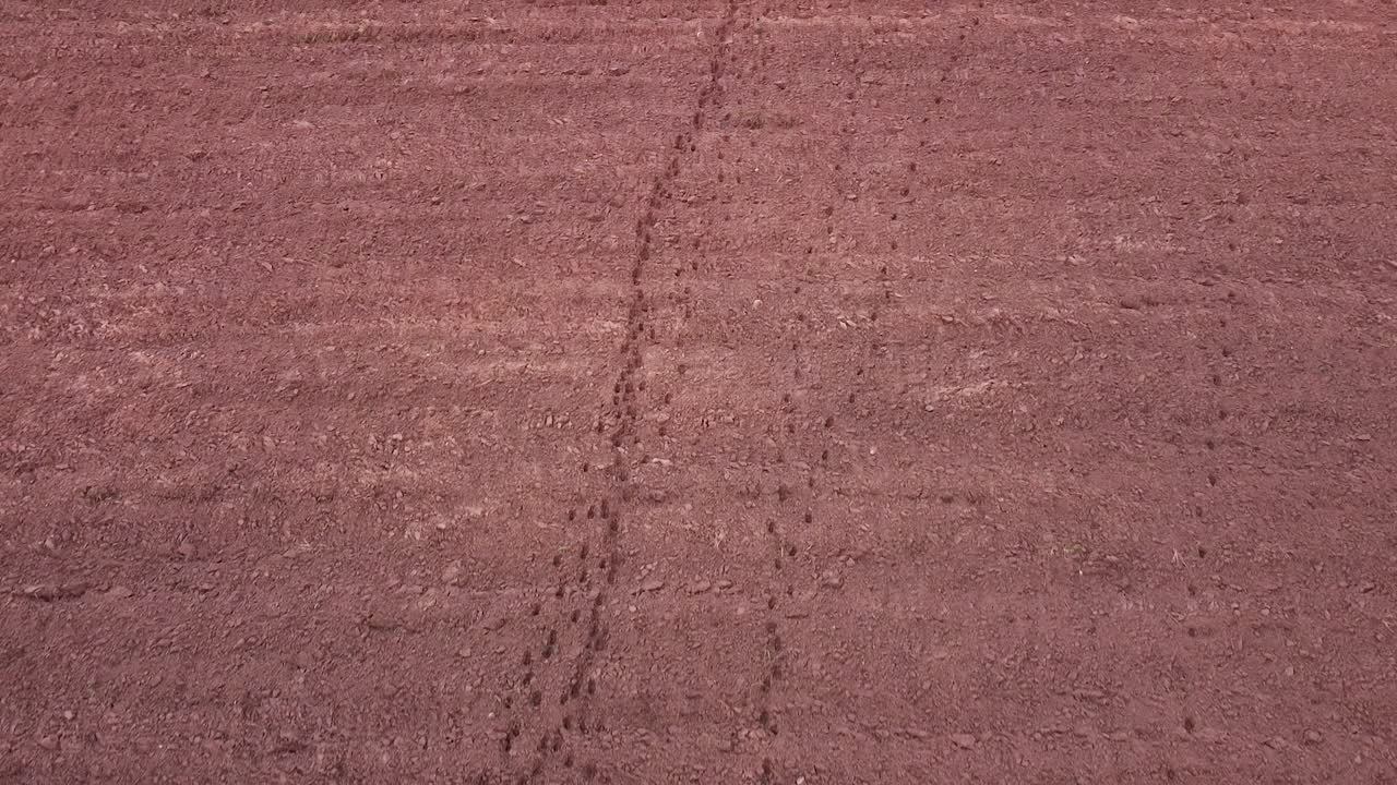 경작지 토양 조감도에서 큰사슴 노루 발자국 흔적