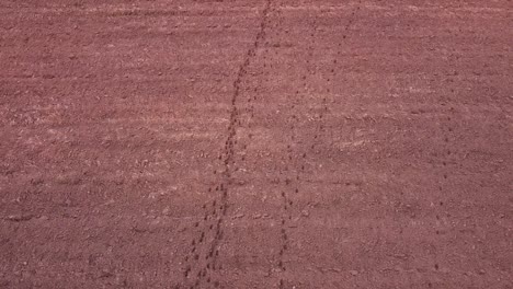 moose roe deer footprint traces in plowed field soil aerial view