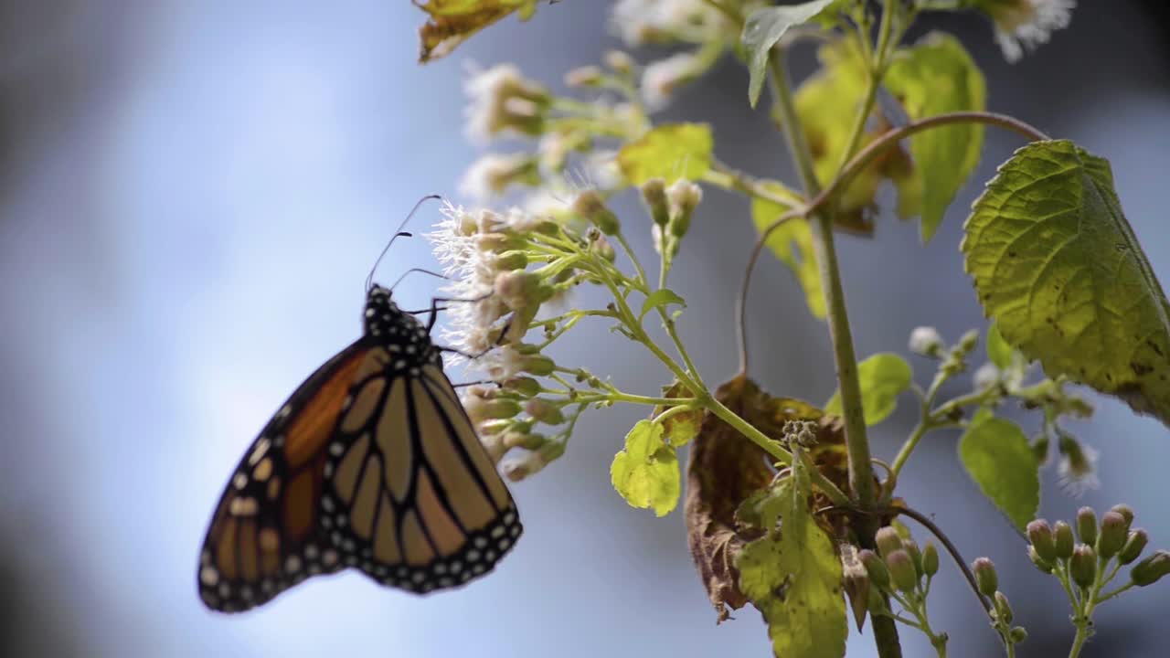 primer plano de una linda mariposa monarca comiendo néctar de una flor blanca