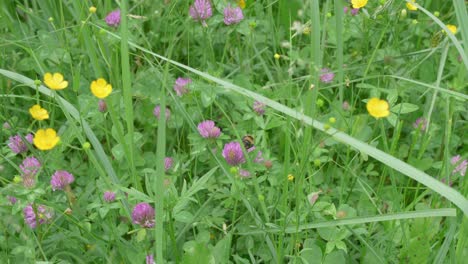 Bumblebee-Collecting-Pollen-From-A-Clover-In-A-Colorful-Meadow