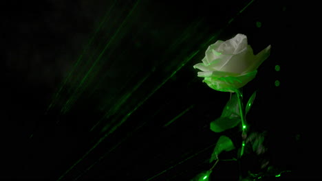 enchanted white rose with stem in dark and magical forest with green light and sparks