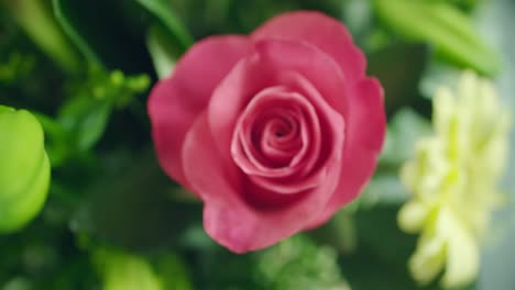 Rose-Close-Up-Shot-v1-4K